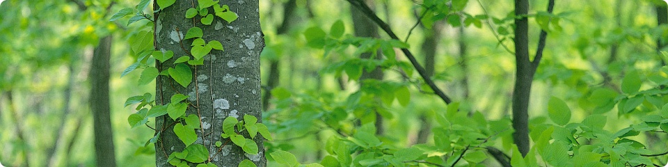 green_main