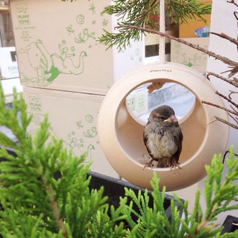10957752_1586053858324073_5467939789953457455_n_withbird